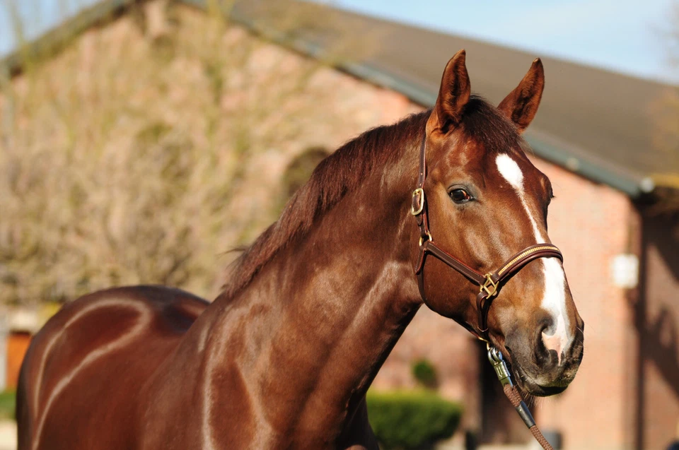 STRASS / LEDER-Halfter, Farbe braun hochwertiges Leder Strass gold, Größe WB - Bild 3 von 3
