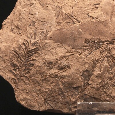 PLANT FOSSIL -Taxodium dubium-Neogene, Miocene- Doly Bilina- CZECH REPUBLIC AE26