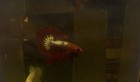 Live Betta Fish HMPK Hellboy — photo 2