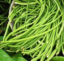 White Yard Long Bean Seeds  USA Asparagus Green Chinese Asian Seed For 2025