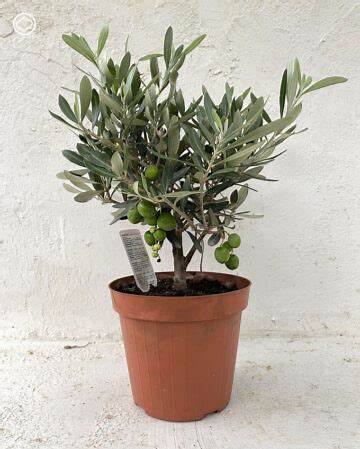Olivenbaum - Olea Europea winterhart Formgehölz Olive verschiedene Größen - Bild 11 von 20