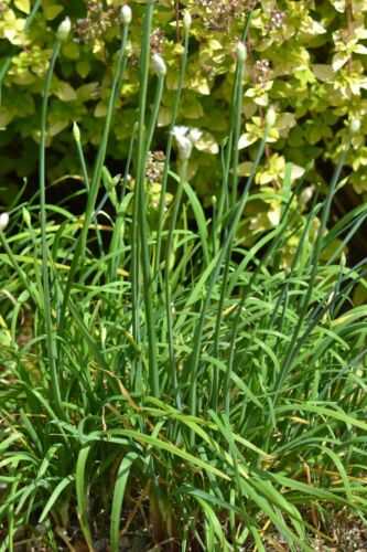 HERB  GARLIC / CHINESE CHIVES  1500 FINEST SEEDS - Foto 1 di 3