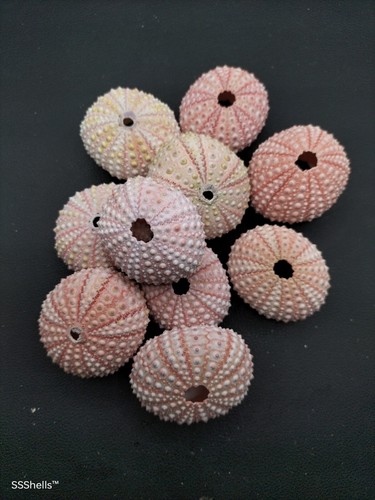 10 X pink sea urchins 3-4cm Beach home coastal decor. Sea shell air plant art - Picture 3 of 3