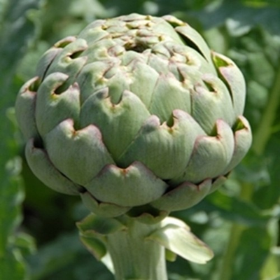 #ad #ad Green Globe Artichoke 10 Seeds. Free Shipping $2.29