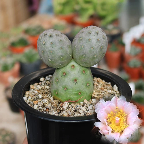 Multi-Head Tephrocactus geometricus Cactus Succulent Plant beautiful Plant - Picture 2 of 10
