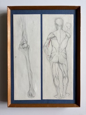 Mid-Century Akademische Anatomische Studien Männliche Figur und Bein Knochen Bleistiftzeichnungen