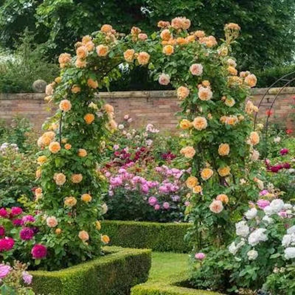 25 CLIMBING ROSE SEEDS Garden Plant Flower rare exotic USA seller