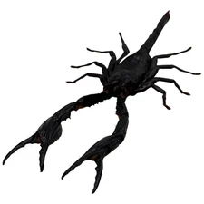 Heterometrus Longimanus Giant Forest Scorpion Taxidermy A1 Specimen Collectible