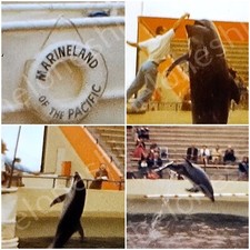 1950s Marineland of the Pacific California Vintage 8mm Movie Film