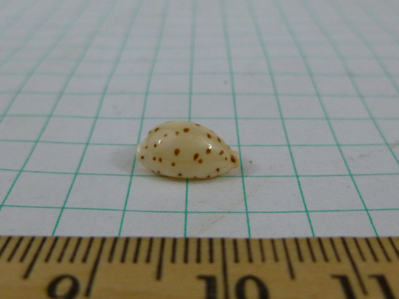 Cypraea punctata, F+++/gem 12mm