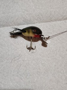 Creek chub Dingbat | eBay