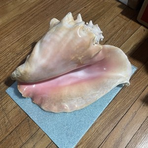 Giant Conch Shell