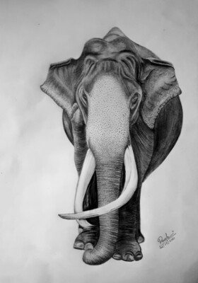 Pencil Drawing Animals Sketches Elephant Dog Cat Original Family Gift Artwork