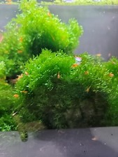 Subwassertang Round Pellia Moss HANDFULL Live Aquarium Plant Best Value 100 
