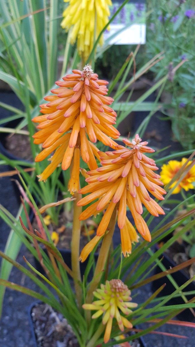 Tison de satan Kniphofia Poco Orange plante fleurie résistante à la sécheresse