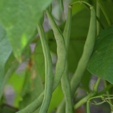 CLIMBING FRENCH BEAN  COBRA  90 FINEST SEEDS