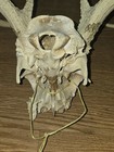 Kansas Whitetail WILD Deer Antlers Skull European Mount Cabin Mancave — photo 10