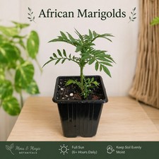 African Marigold Plant in 9cm Pot | Healthy Established Bedding