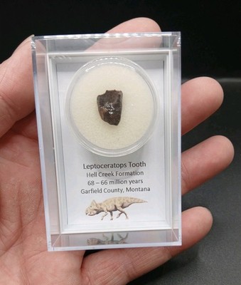 Fossil Dinosaurier Zahn Leptoceratops ~ Hell Creek Formation ~ Montana ~ USA ~