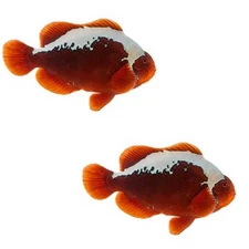2-Pack Mohawk Maroon Clownfish Live Saltwater Fish – Bold Designer Captive-Bred