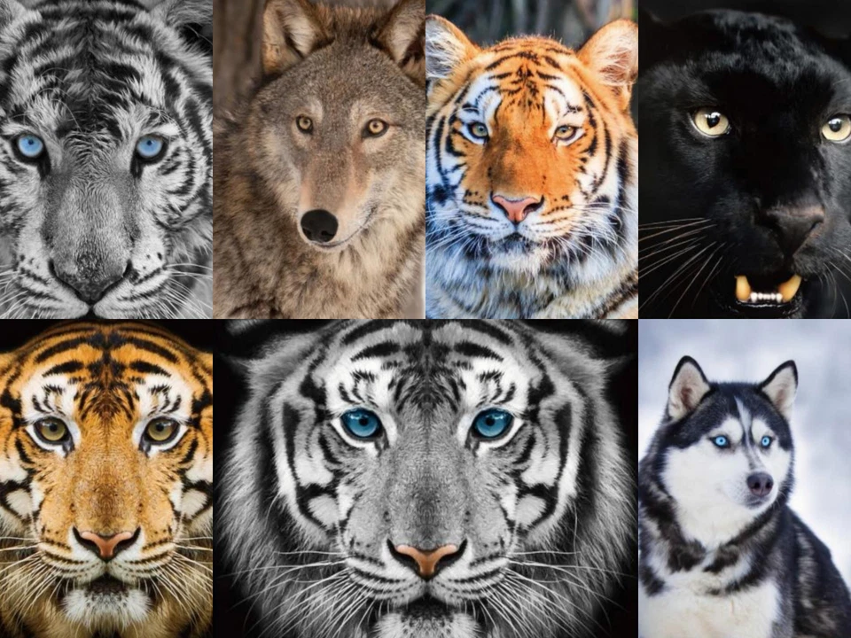 Luxury 3D Animal Face Print Mink Faux Fur Throw Blanket Soft Warm Double & King - Image 3 of 4