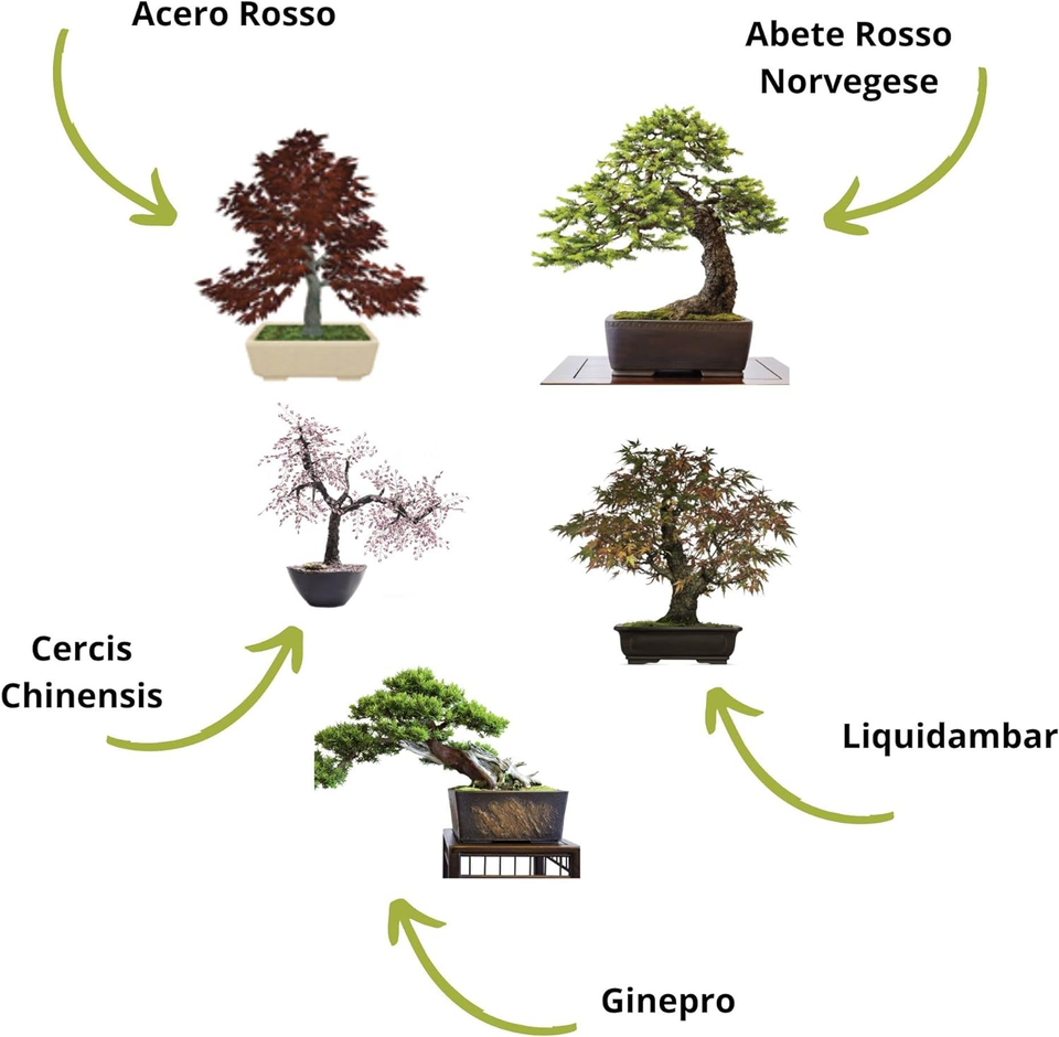 Mini Bonsai ReadyToGrow Kit Semi Francesi 100 Ecologici