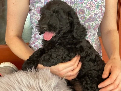 spoodle puppies for sale gumtree
