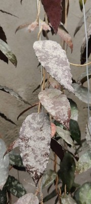 Real Pict Hoya Caudata Red Splash Rare Plant