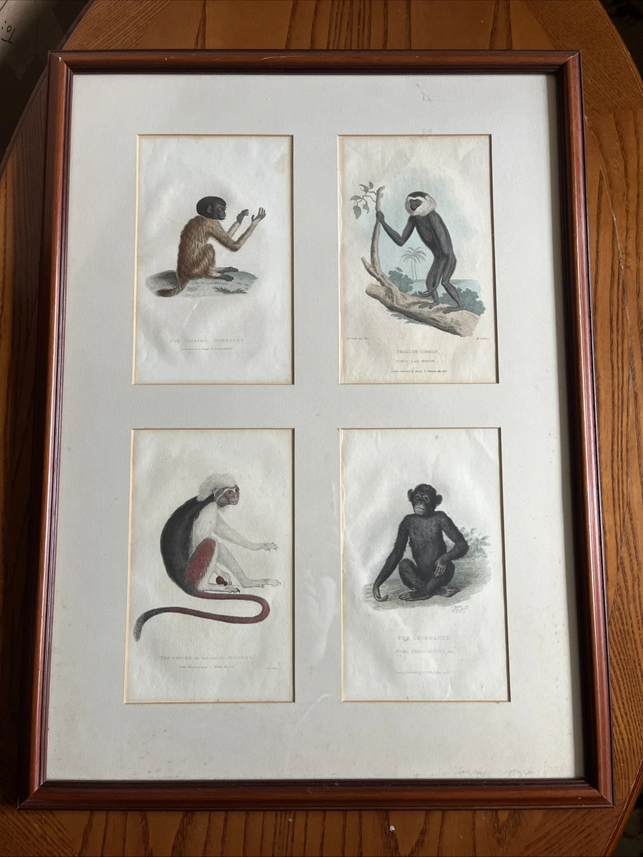 Antique Monkey Prints for sale | eBay