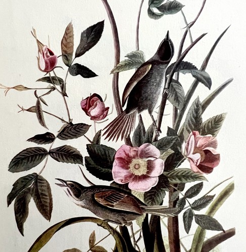 Seaside Sparrow 1950 Lithograph Art Print Audubon Bird First Edition DWU14F
