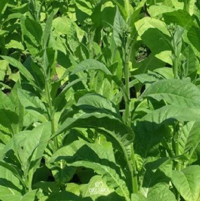 Tabak Weißgold 300 Stück frische Samen, Nicotiana tabacum, Tabaksamen