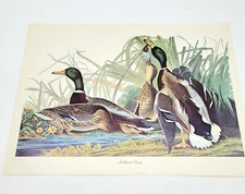 Trademark Fine Art Bird Prints set of 6