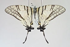 PA15687. Insects, butterflies: Papilio sp. North Vietnam. Cao Bang