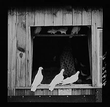 Edward J. Warner Farm,North Haven,Connecticut,CT,Farm Security Admin,FSA,9