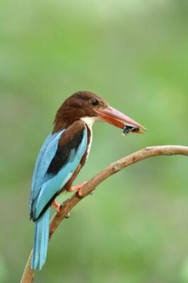 Wandbild: Weißkehl-Eisvogel (Halcyon smyrnensis), der Kakerlakenmehl [...]