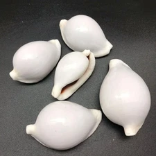 5PC Common Egg Cowrie Sea Shells, Shiny White Cowrie Shells, 2 Inch ~ 3 Inch