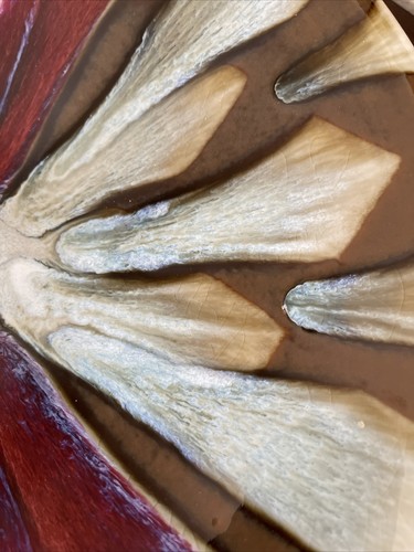 Matthew Patton Art Pottery Bowl Orcas Island Studio Wall Hanging Signed Large - Picture 7 of 12