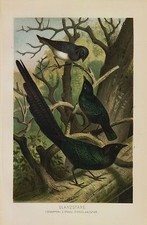 STAR Glanzstare (Lamprotornis nitens) Stahlstar Schuppenstar original LITHO 1891