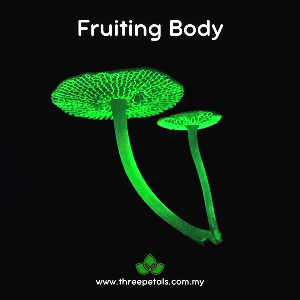 Luminous Porecap (Favolaschia Manipularis) Live Mycelium Mushroom Culture - Image 3 of 3