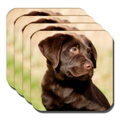 labrador coasters