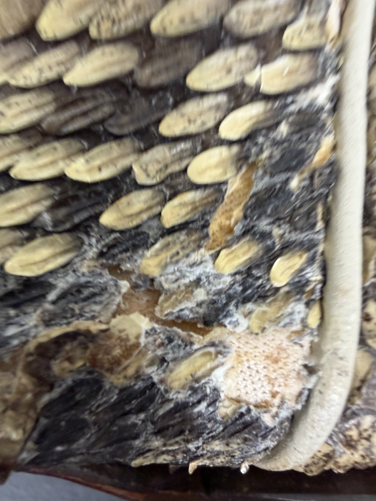 LUCCHESE CLASSIC EASTERN DIAMONDBACK RATTLESNAKE … - image 13