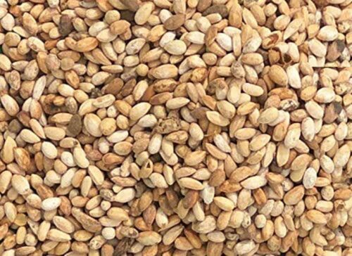 Neem Seeds/ Neem Beej Authentic Herbs Of 100 gm Used For Ayurvedic Purposes - Afbeelding 1 van 3