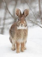 A Curious Eastern Cottontail Rabbit by Jim Cumming Wildlife Photography Giclee