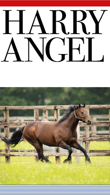 Horse racing photo, stallions,thoroughbreds ascot, breeders cup,farms, cup