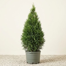 Live Northern Spire Western Red Cedar Thuja Plicata Evergreen Privacy Hedge Tree