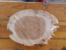edge wood slab round juniper 15" by 12" by 3 " thick. Mount plaque. 