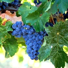 2 - MERLOT Live Wine Grape Vine Plants- 1-2 yr Old - Pruned & Ready for Planting