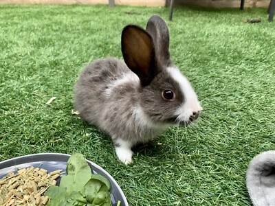baby rabbits for sale gumtree