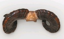 Antique Taxidermy Ram's Horns. Victorian Wall Hanging  Sheep Horn.