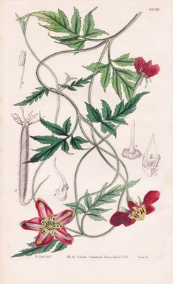 Loasa Lateritia Botanik flower Blume botany engraving Kupferstich Curtis 3632